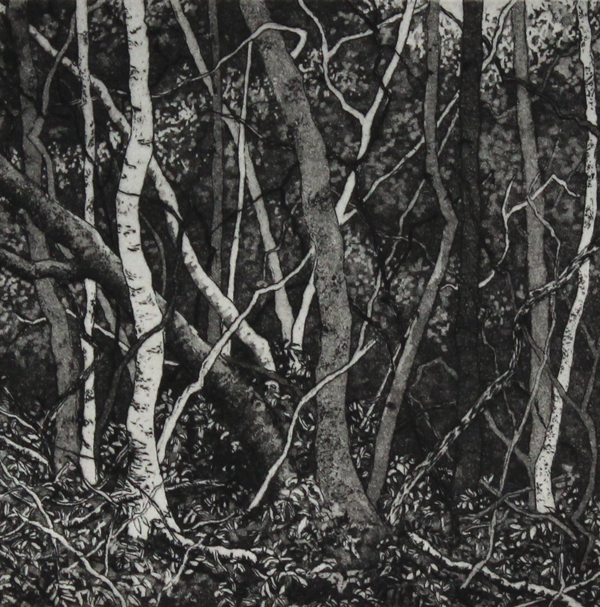 the thicket by stephanie Jane Rampton 