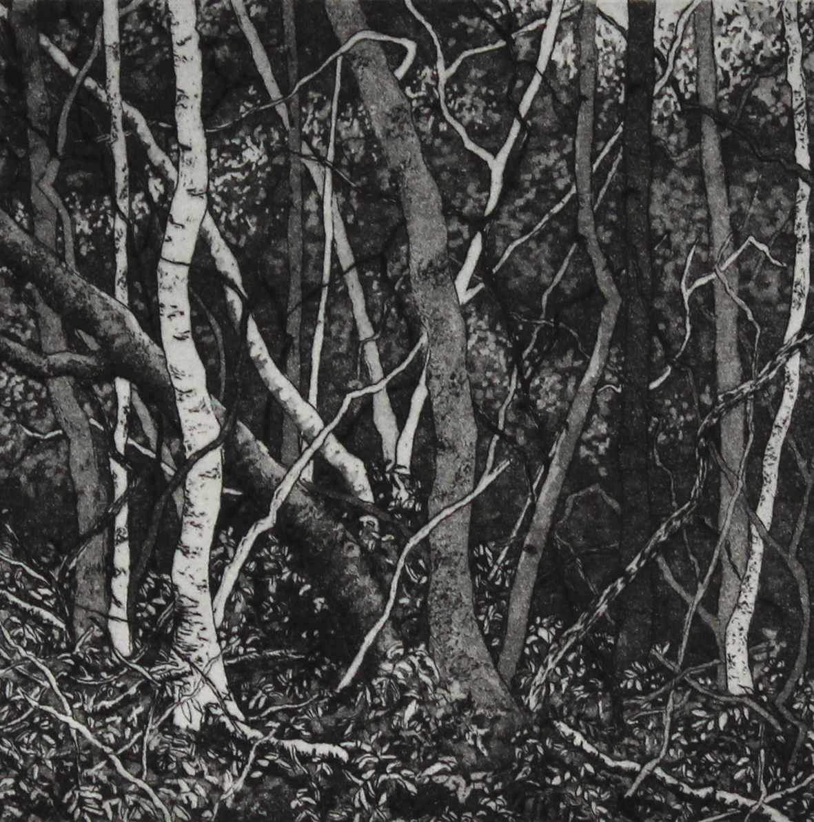 the thicket by stephanie Jane Rampton, Image 1.