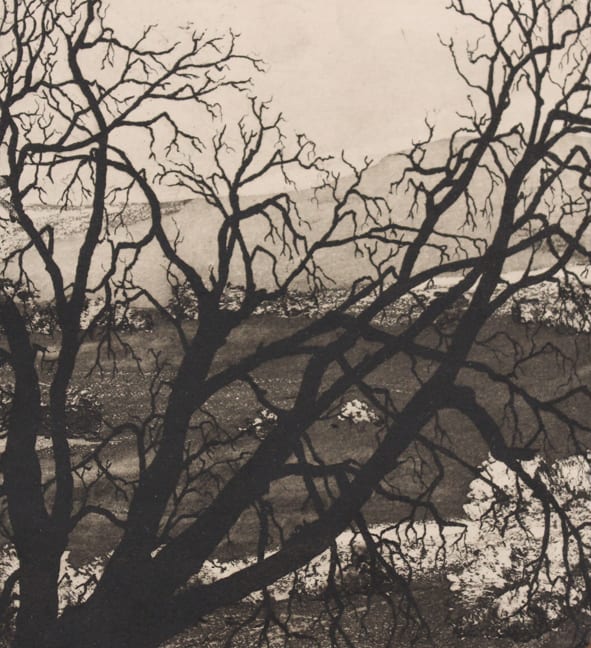 through branches by stephanie Jane Rampton, Image 1.