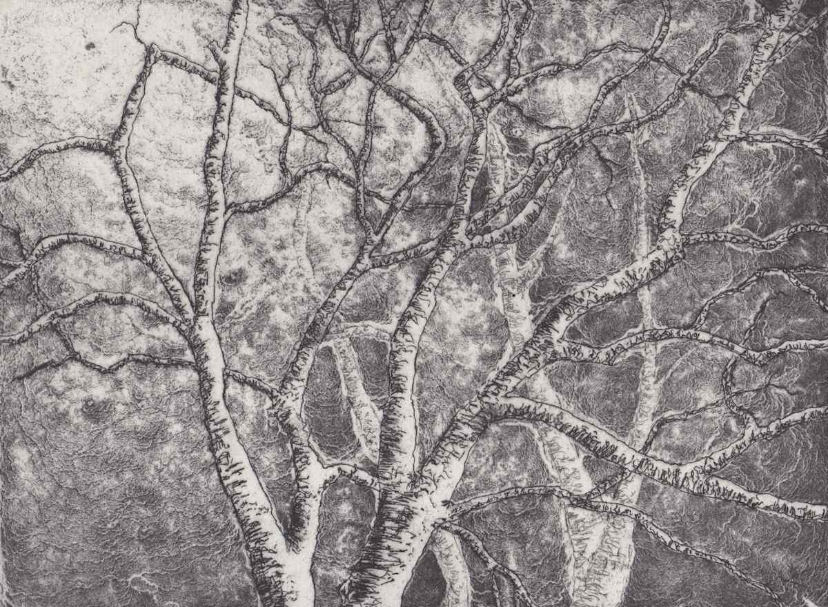 treetop by stephanie Jane Rampton, Image 1.