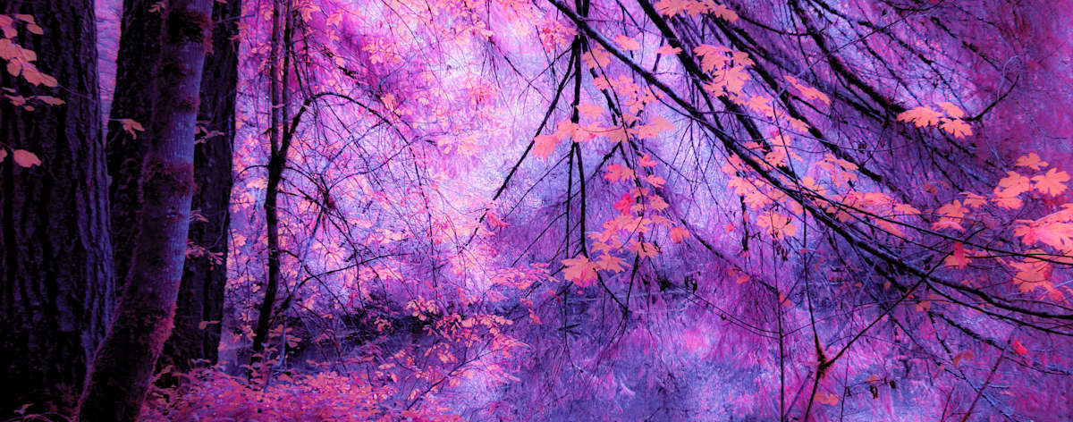 Fall Colors #1 by Linda Devenow, Image 1.