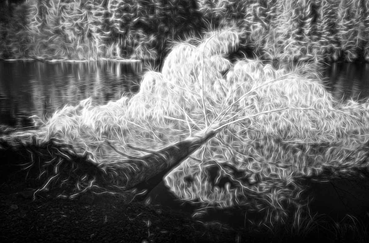 Fallen Beauty by Linda Devenow, Image 1.