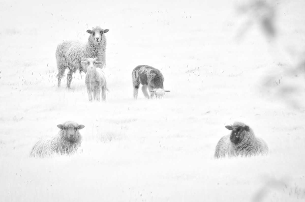 Field of Sheep by Linda Devenow  Image: Photo Print/
Juried into Eugene Mayor's Show 2020