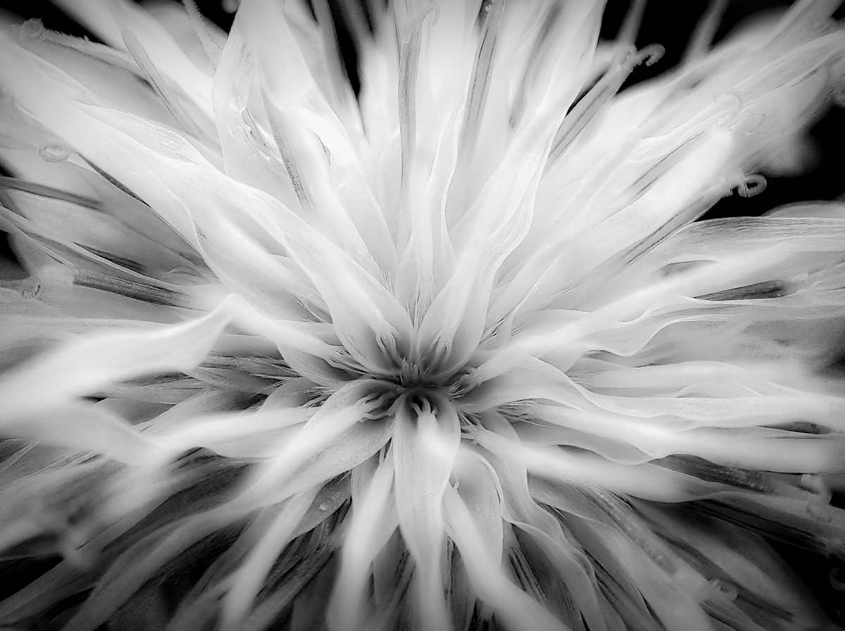 Portrait by Linda Devenow  Image: Photo Print