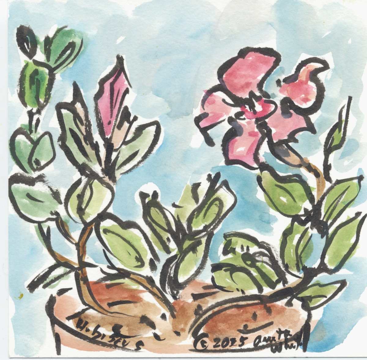 1 Hibiscus by Anita Inez White  Image: A lovely hibiscus that I painted this past summer.