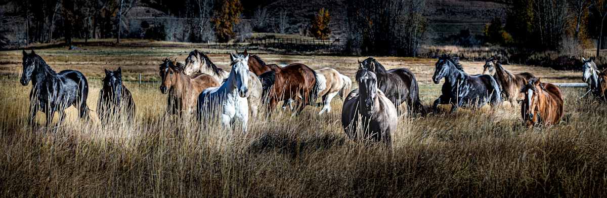 Stampede by Michael Hefferon 