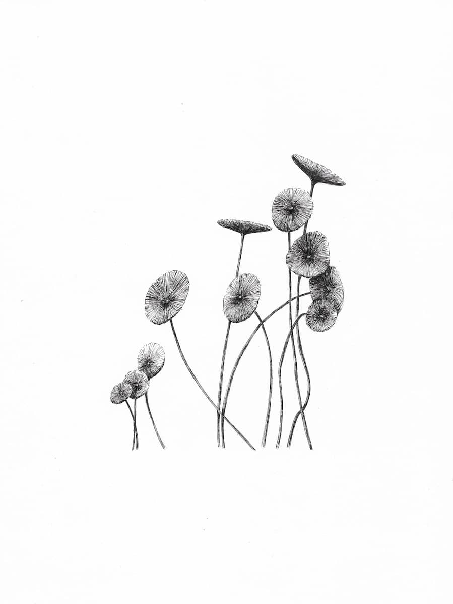 Acétabulaire by Aurélie Jourdain, Image 1.