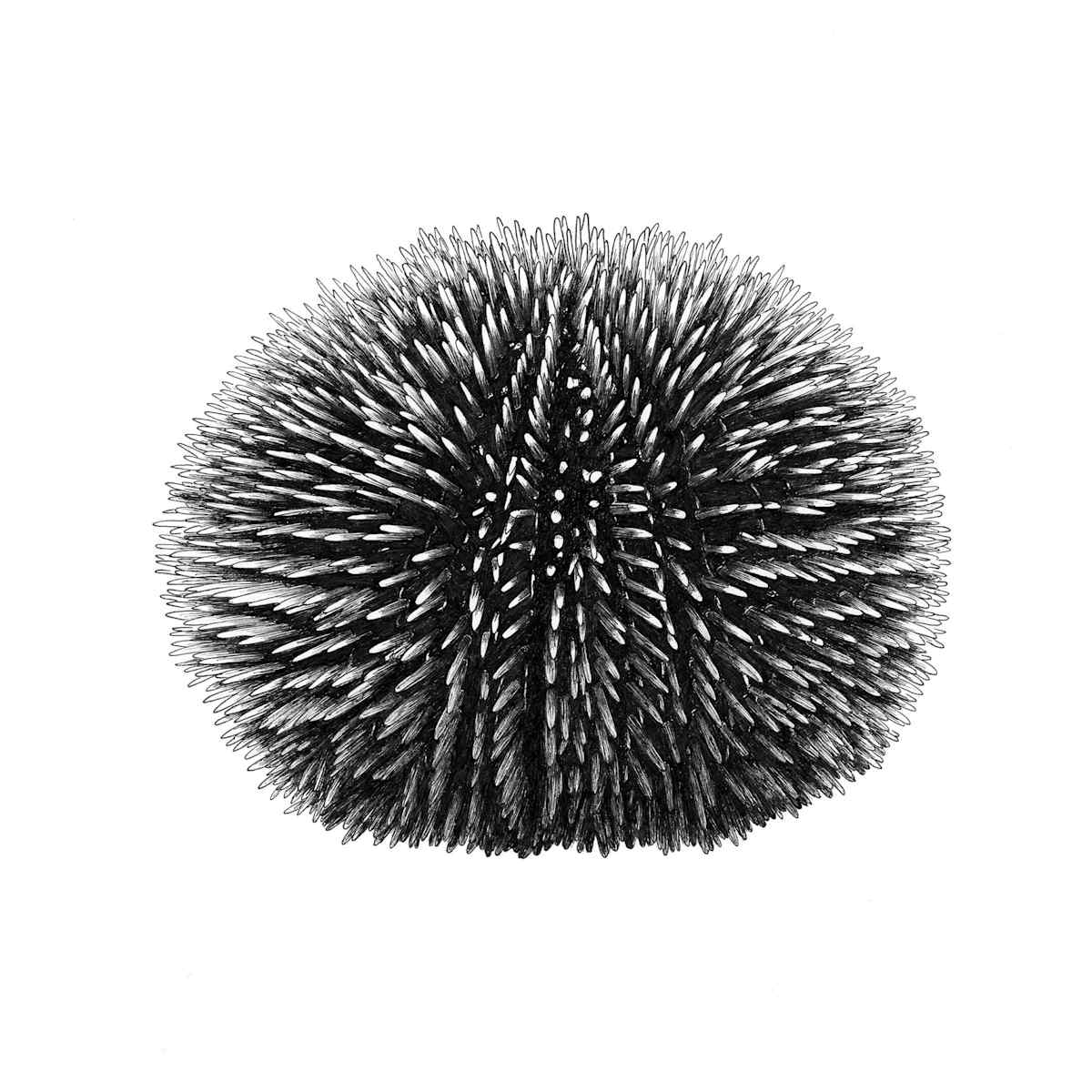 Oursin violet by Aurélie Jourdain, Image 5.