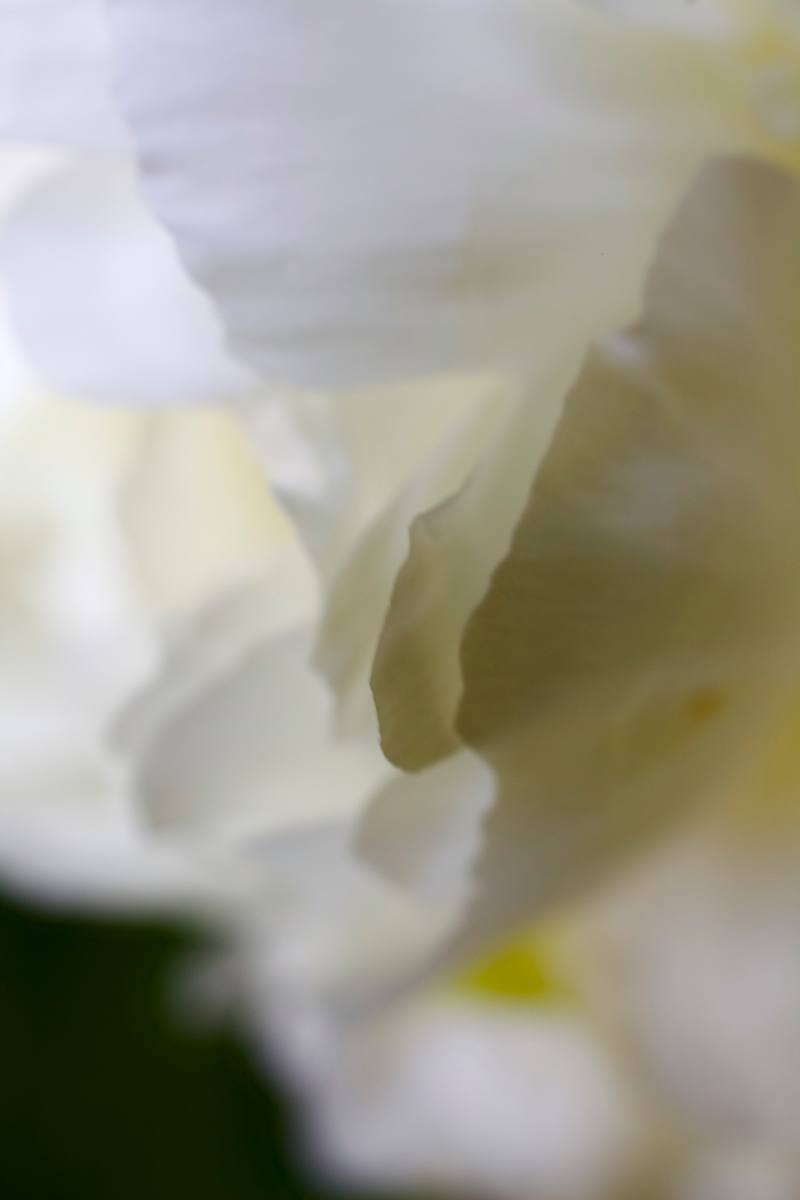Whispering Petals by Barbara Brenner, Image 1.