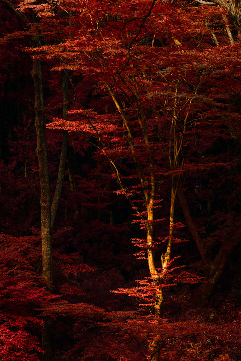 A Crimson Serenade by Stella Gommans  Image: Edition of 10 + 2AP