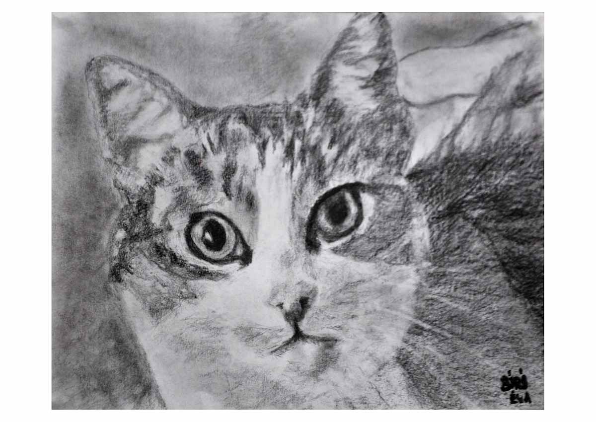 Mimi, the traveling cat by Eva Biro, Image 1.