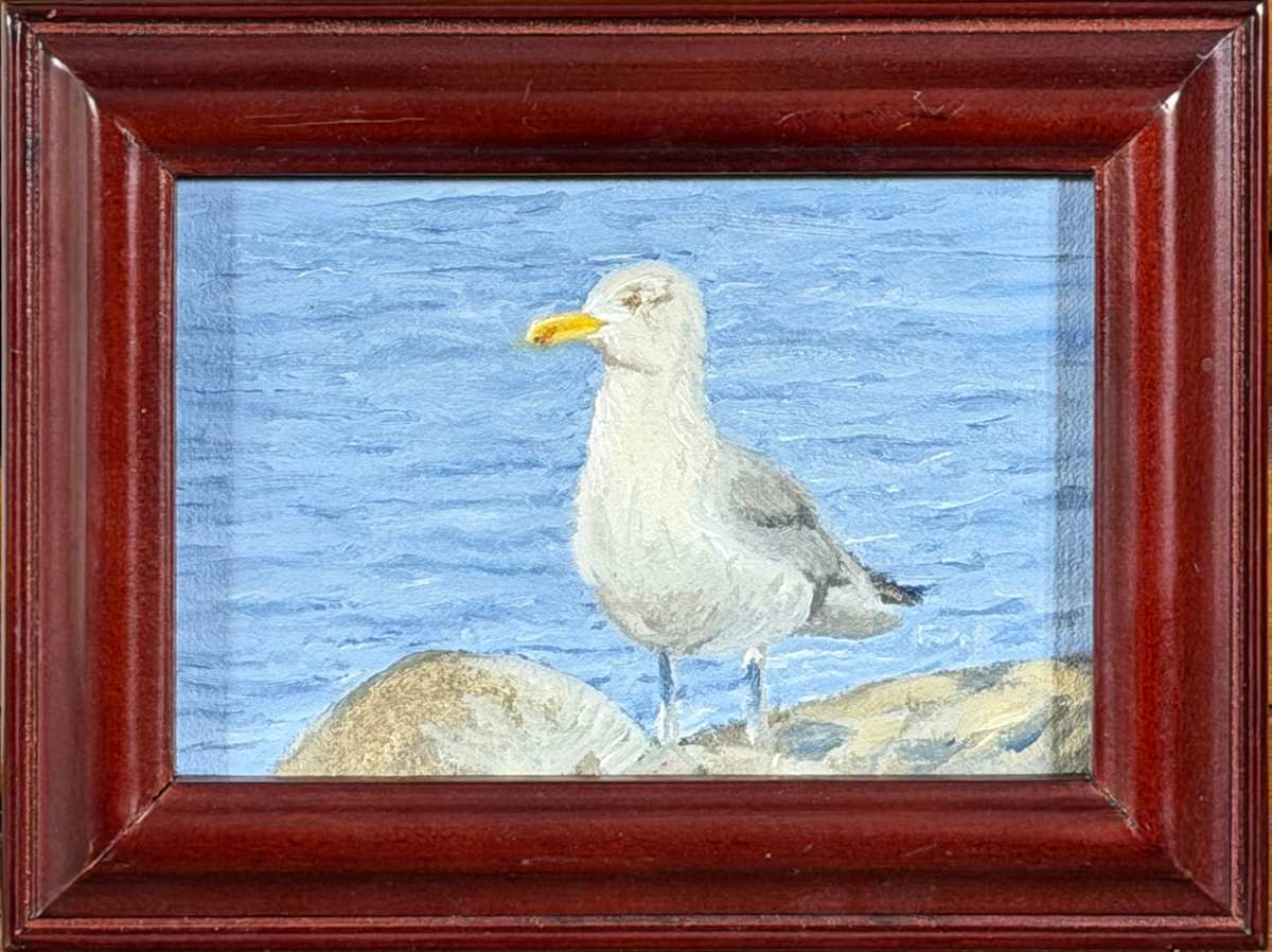 Seagull on Rocks by Barry Olofsson, Image 1.