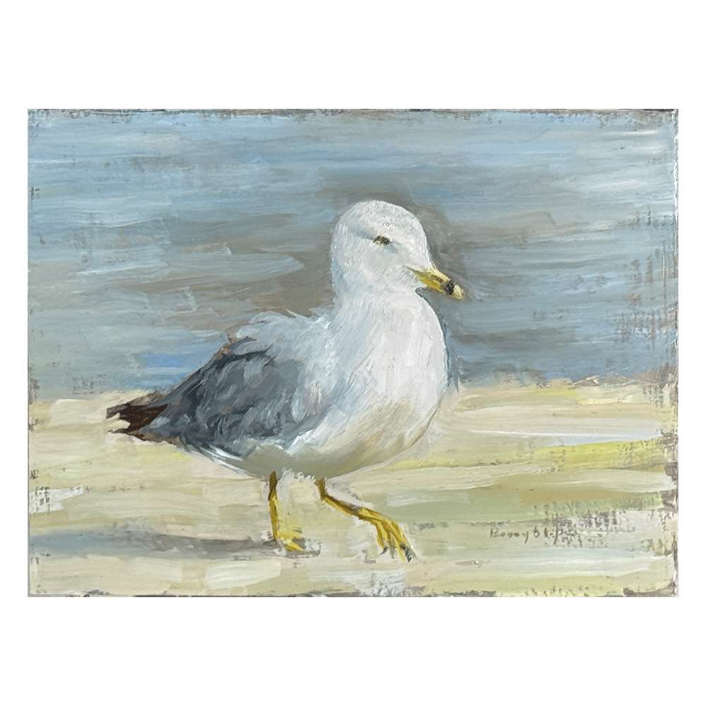 Ringed Bill Gull by Barry Olofsson, Image 1.