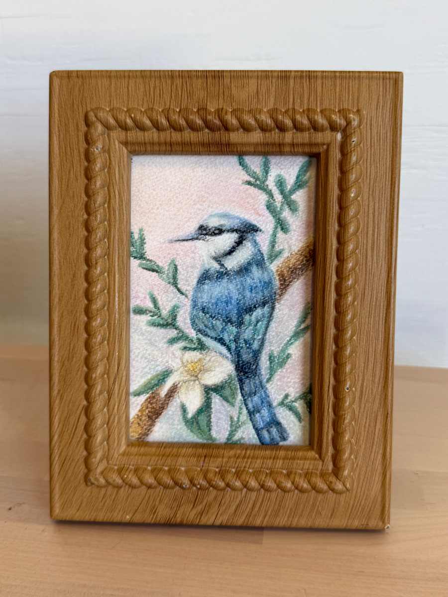 Blue Jay (pastel) by Erica Kyle, Image 2.