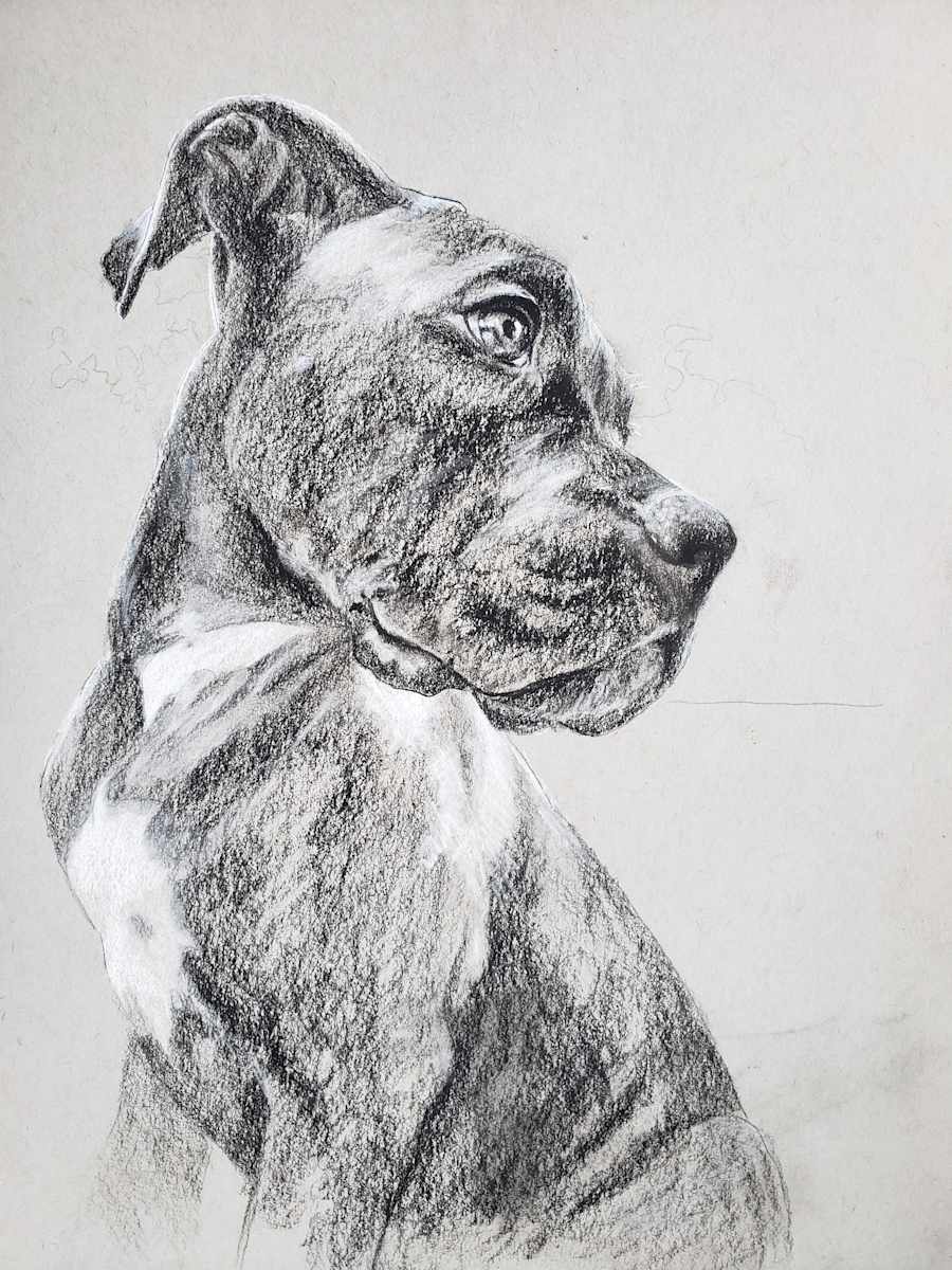 Boxer Study by Michelle Dahl 