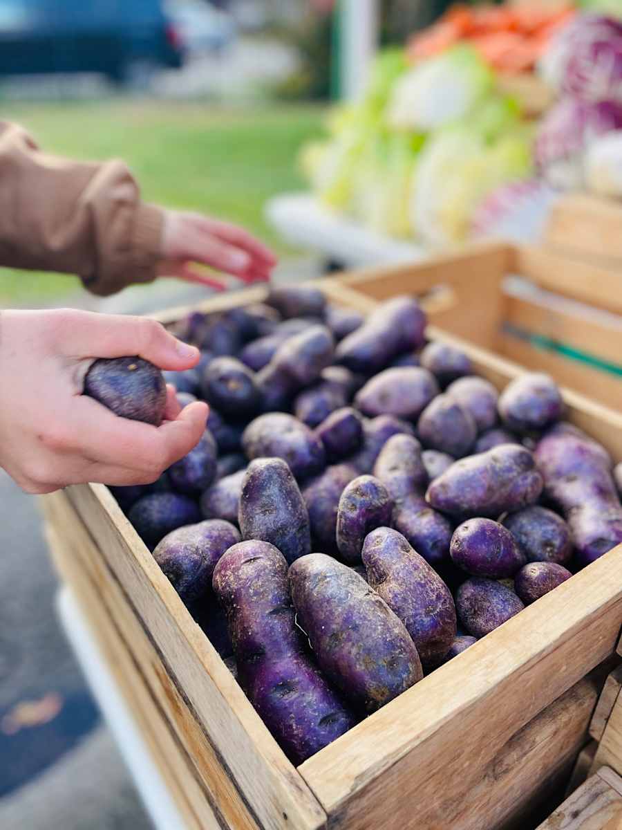 Choosing (Long Season Farm) by Amy Bandolik, Image 1.