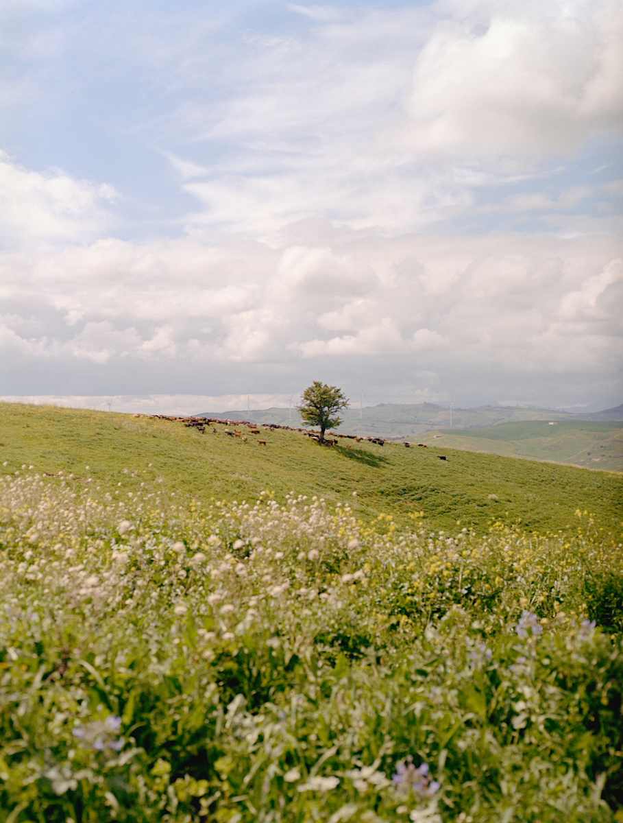 Basilicata, Spring Time by Katie Naclerio 