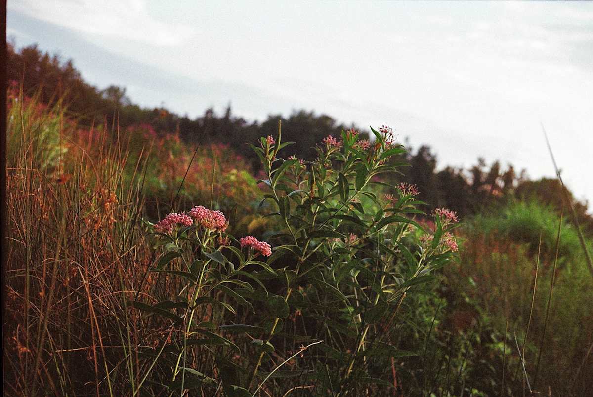 Milkweed Meadow by Lauren Henfey 