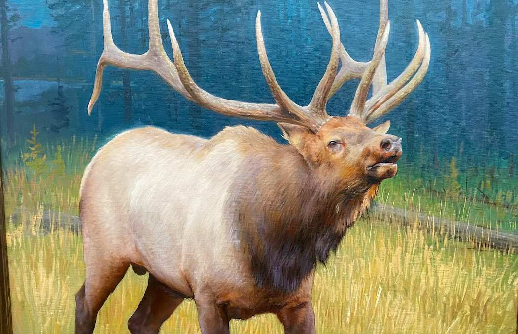 Bugling Elk by Ken Corbett 