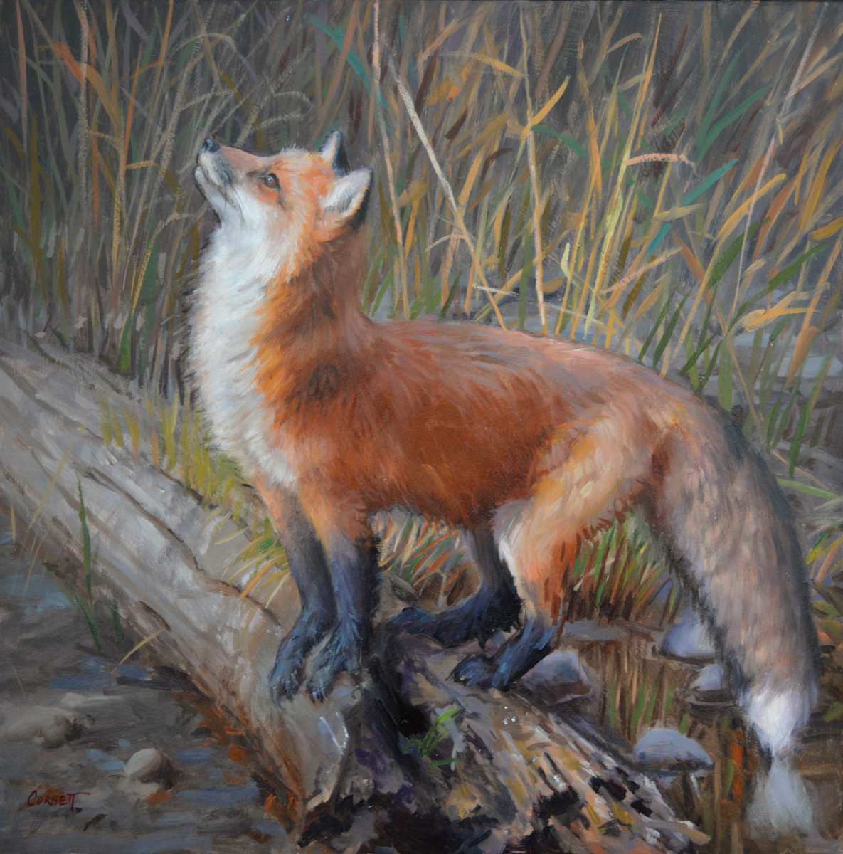 Anticipation - Fox by Ken Corbett 