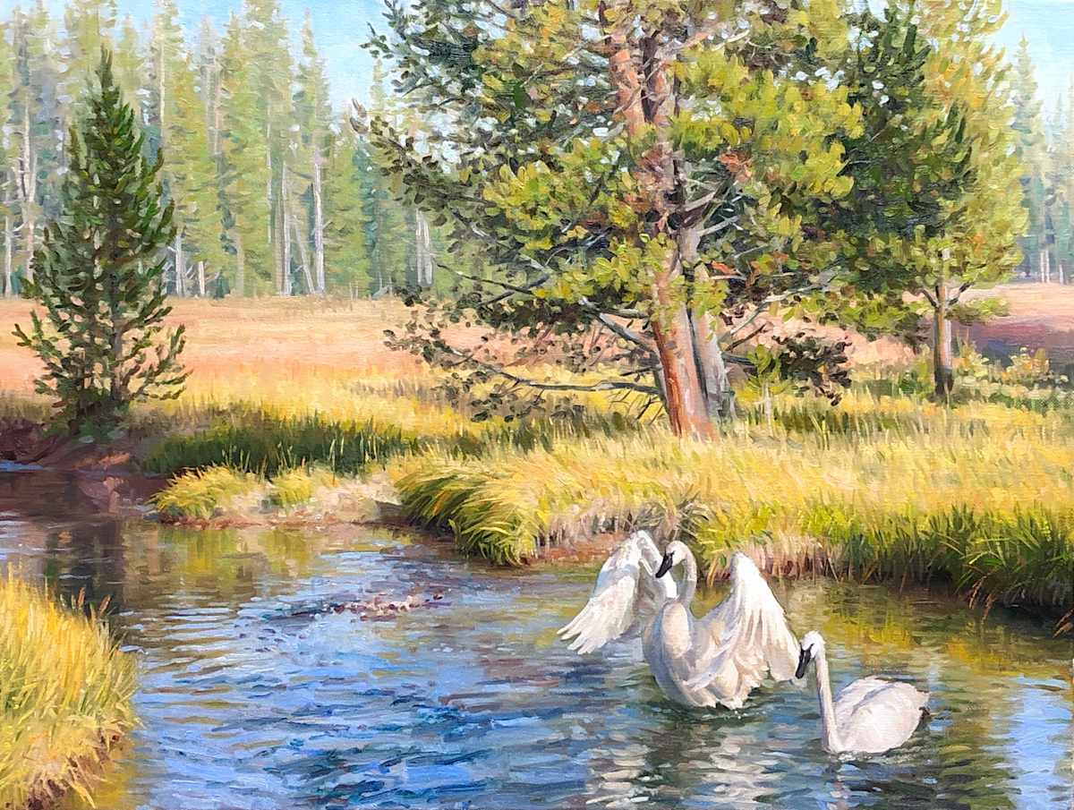 Yellowstone Swans by Ken Corbett 