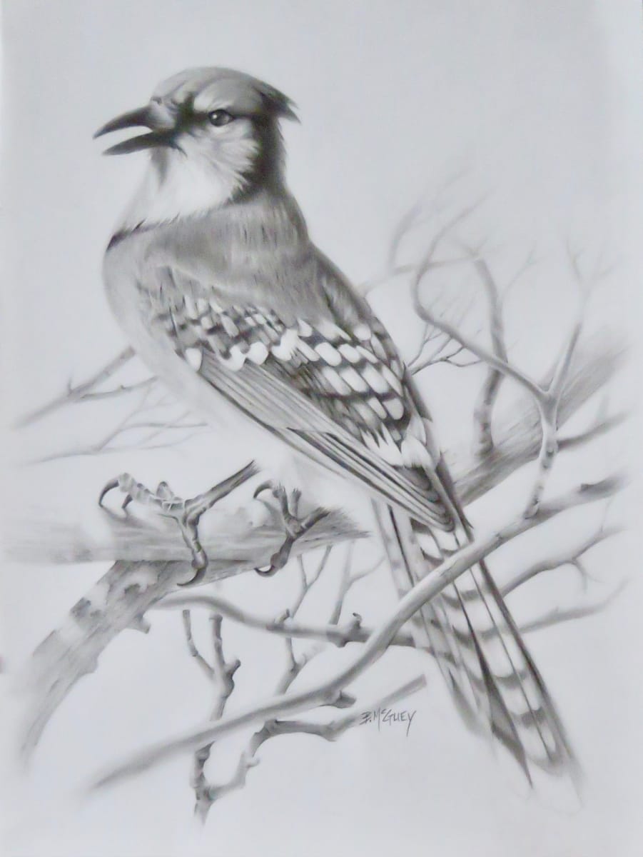 BlueJay Study by Barbara McGuey 