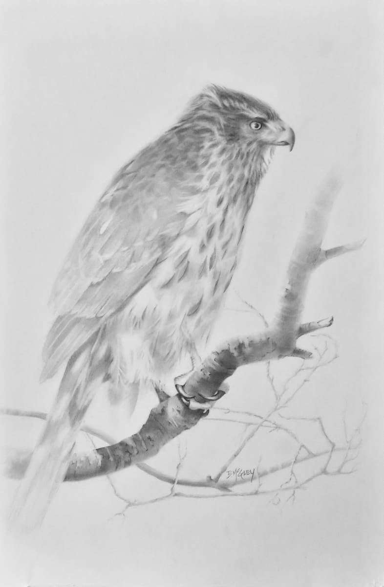 Cooper's Hawk Study by Barbara McGuey, Image 1.