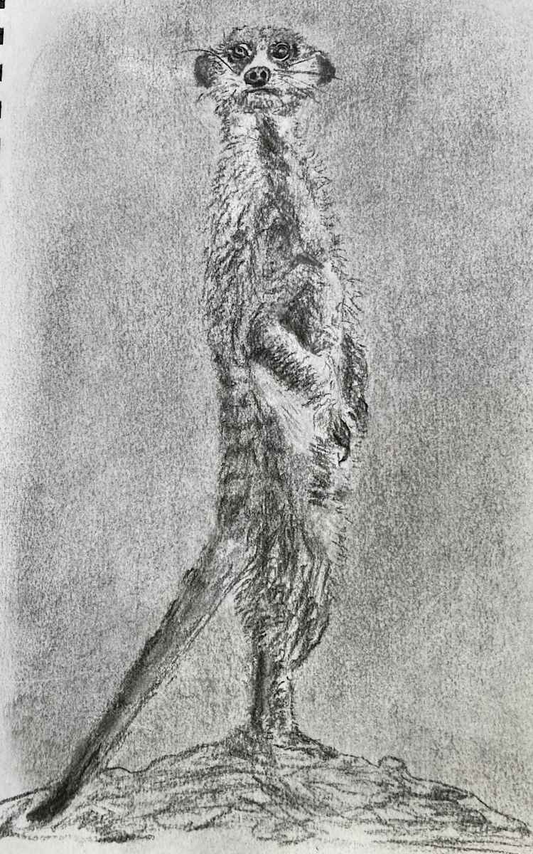 Meercat by John Simnett, Image 1.