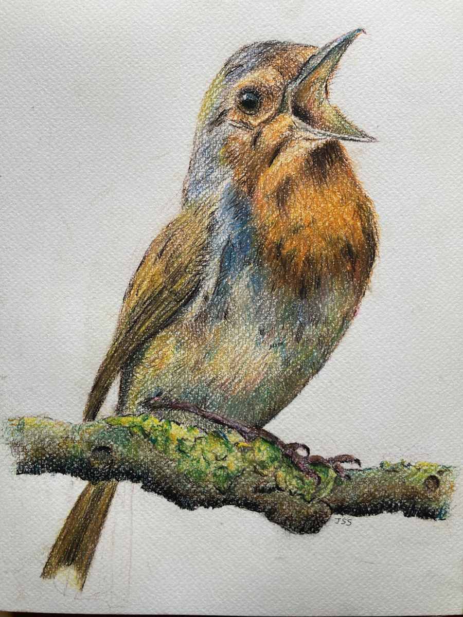 Robin by John Simnett, Image 1.