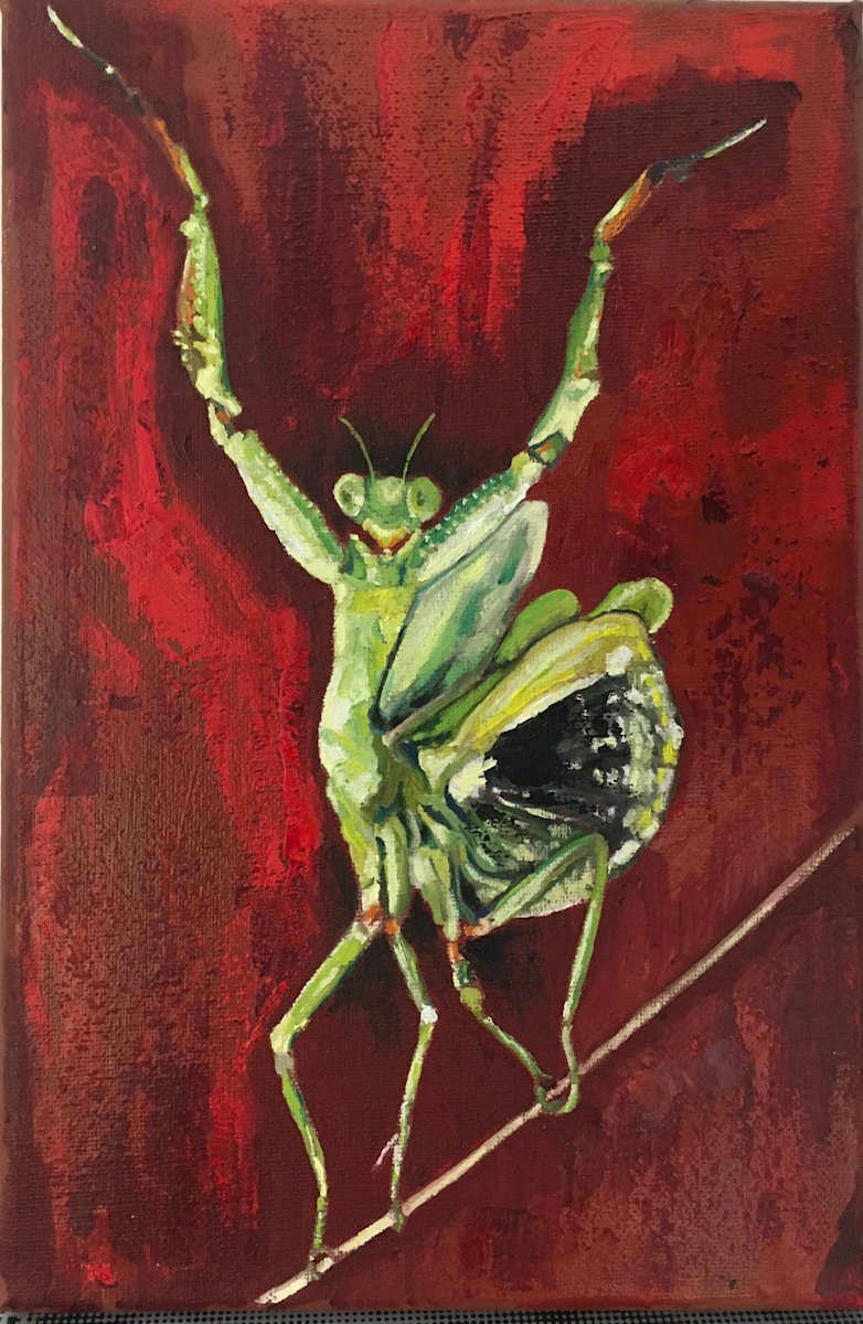 Praying Mantis by John Simnett, Image 1.