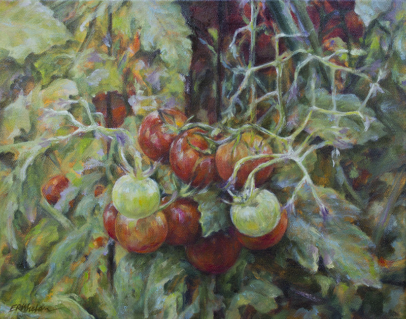 Cherry Millions by Elizabeth R. Whelan  Image: I grow a number of heirloom tomato varieties, and always some version of 'Cherry Millions' or its like as general snacking material in the vegetable garden. It makes weeding much more pleasant! And I enjoy the structure of the plant as much as the taste of the fruit, with the interestingly lobed leaves and fast-growing tangle of vines. A great painting subject matter.