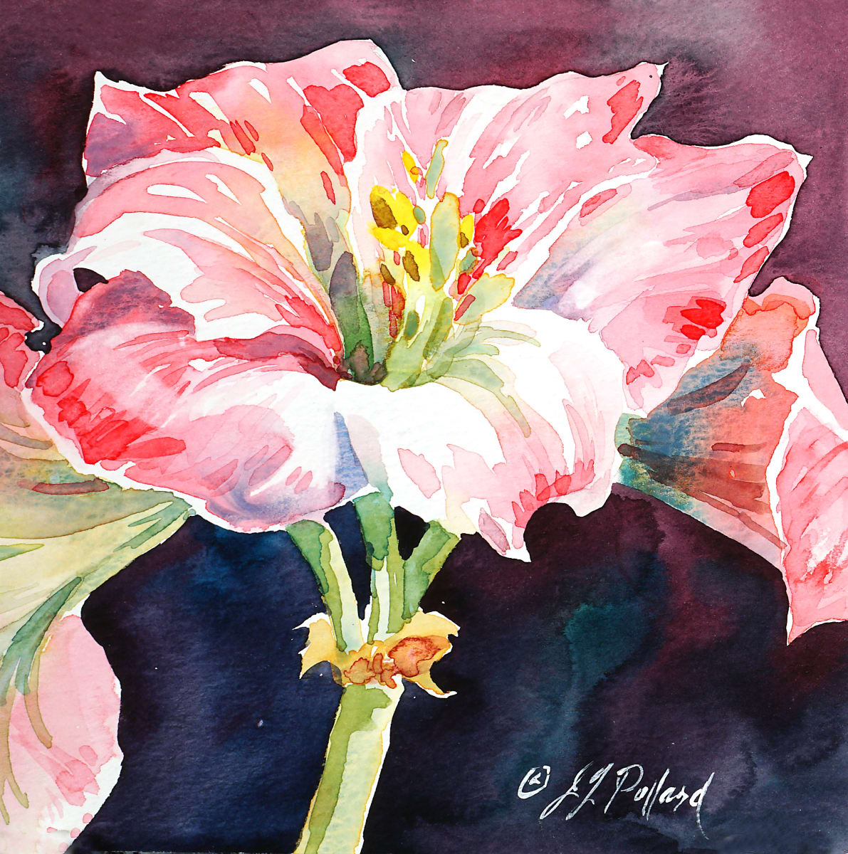 Amaryllis by Julie Gilbert Pollard 