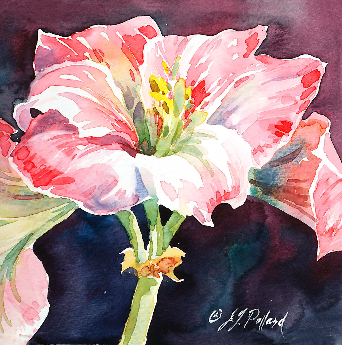 Amaryllis by Julie Gilbert Pollard, Image 1.