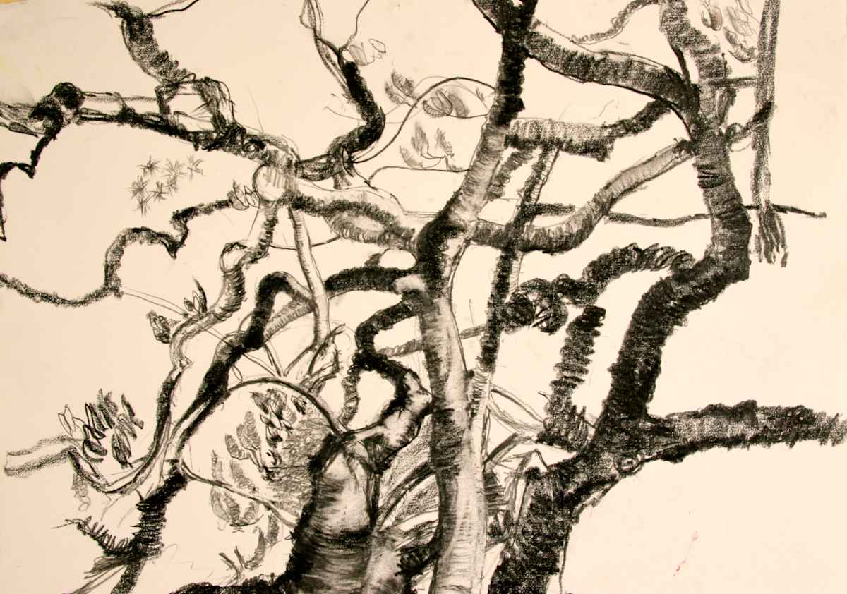 Magnolia Branches by Tom Goldenberg Studio LLC 