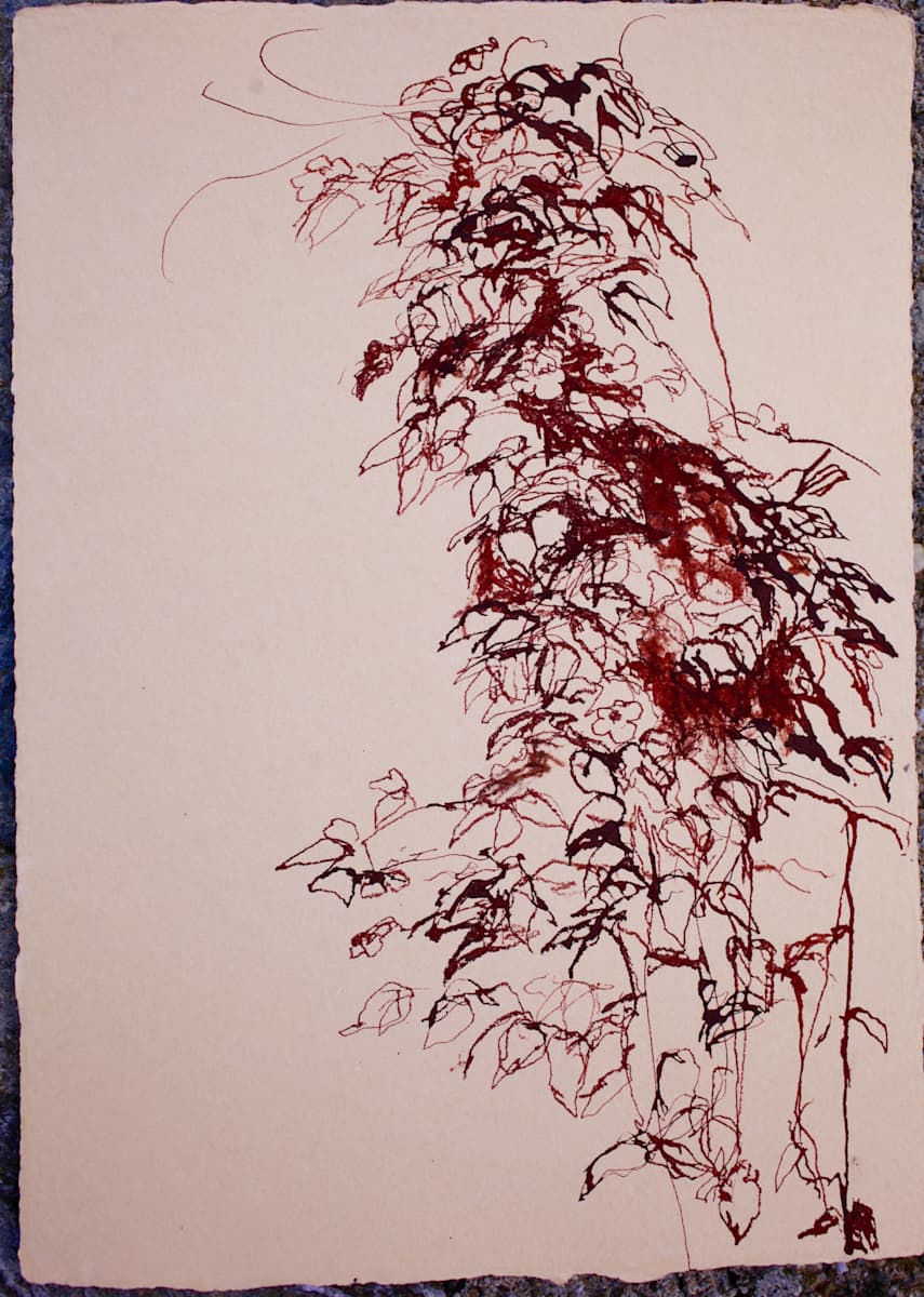 Vine 2 by Tom Goldenberg Studio LLC 