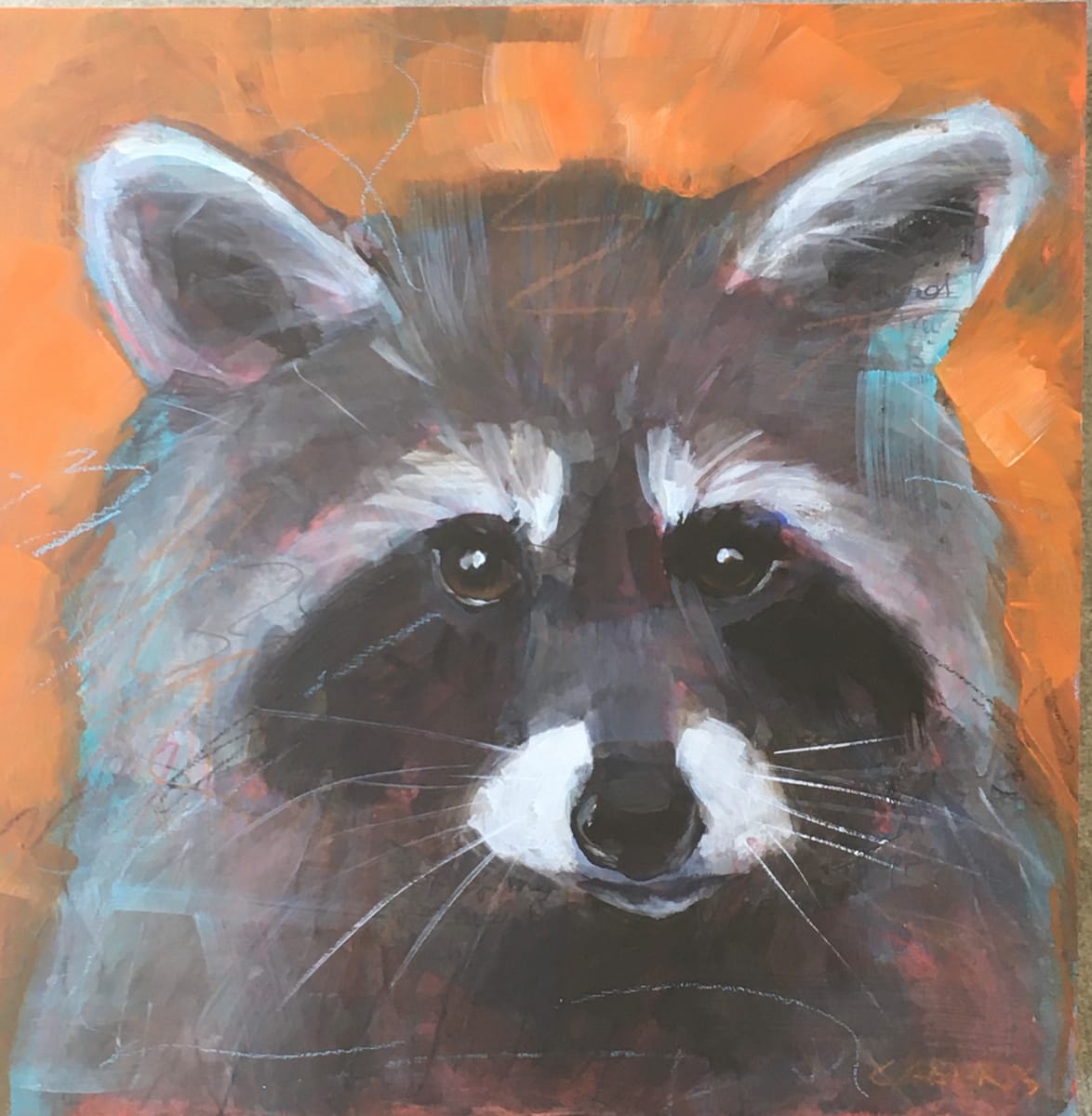 Raccoon 