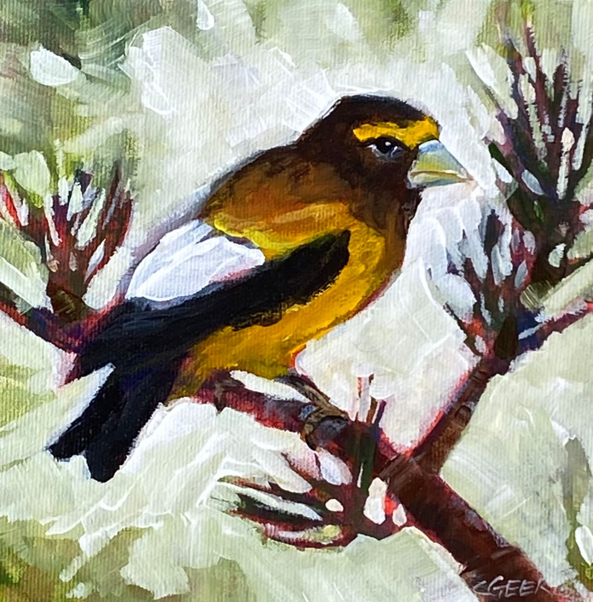 Evening Grosbeak 