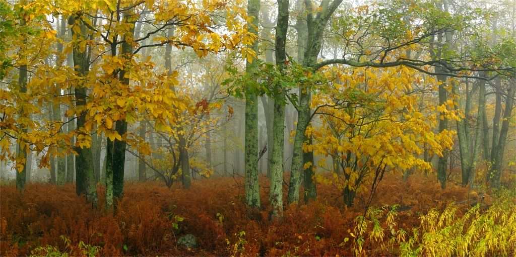 Hogback Fog 4/150 by Frederick Eberhart, Image 1.