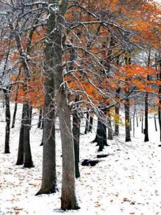 Snowfall II, Image 1.