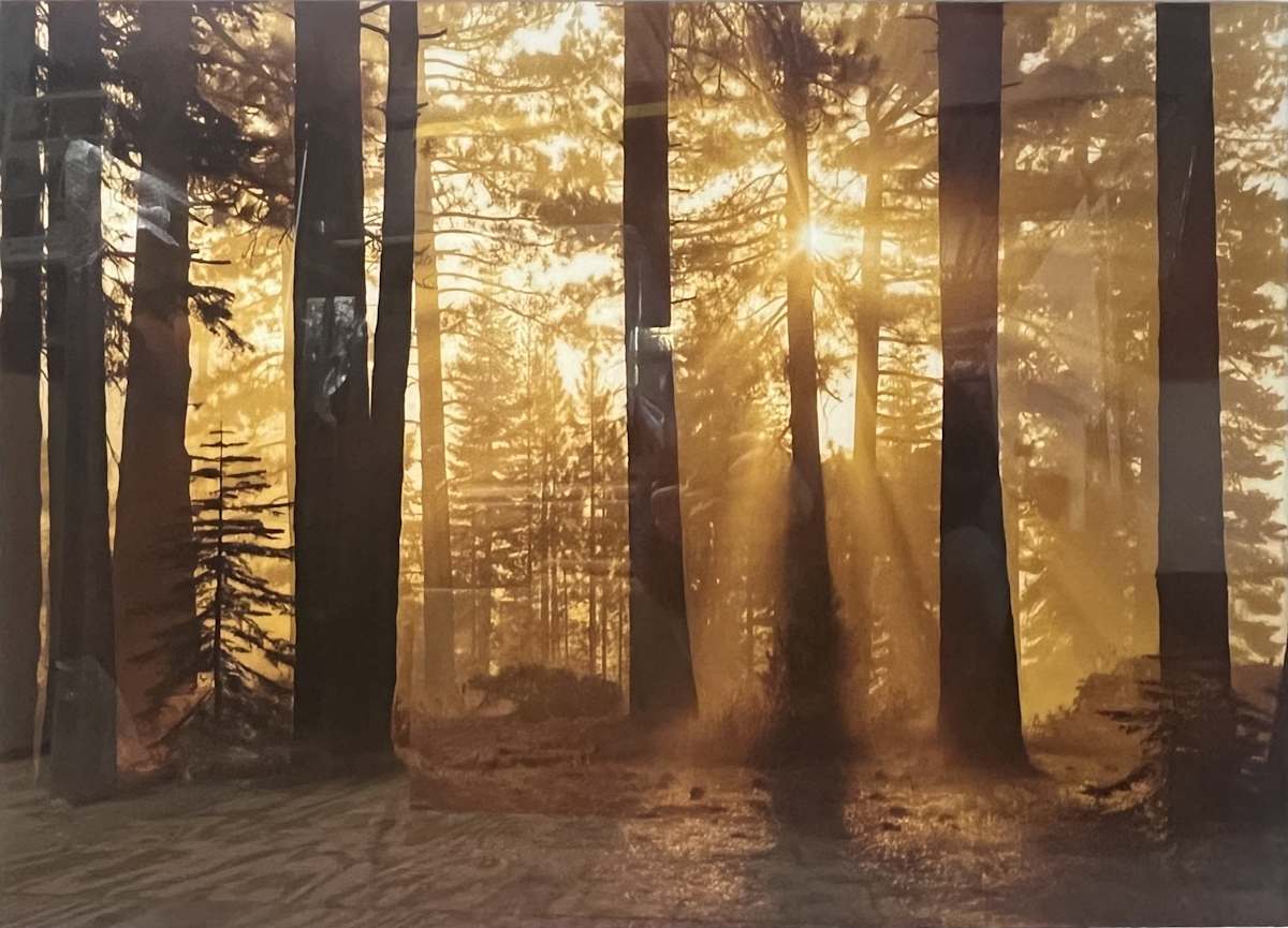 Trees, Image 3.