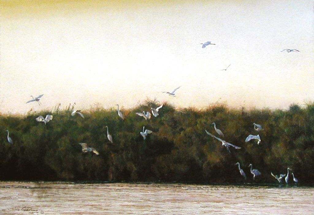Great White Egrets at Sunset by Dino Paravano, Image 1.