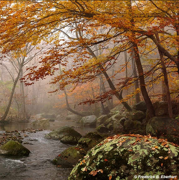 Robinson River Elms by Frederick Eberhart, Image 1.