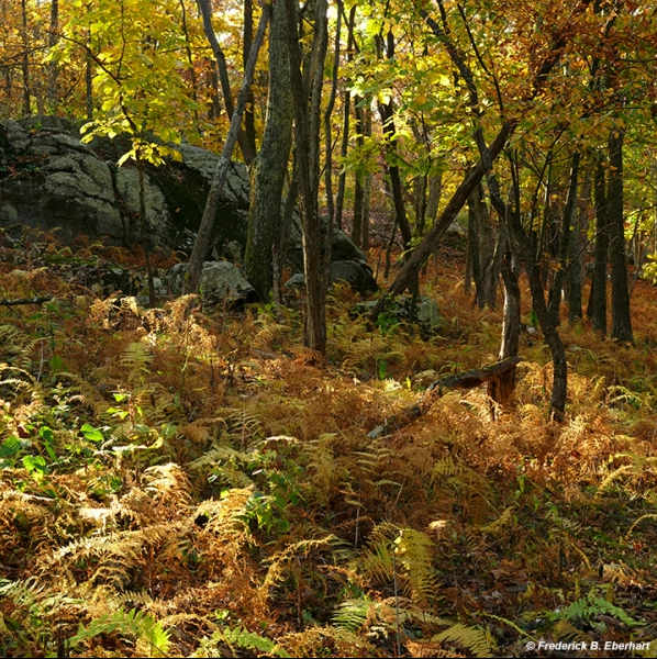 Autumn Bed on Blueridge by Frederick Eberhart, Image 1.