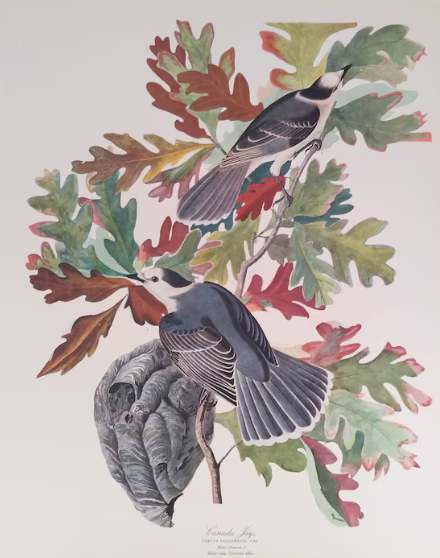 Canada Jay by John J Audubon, Image 1.