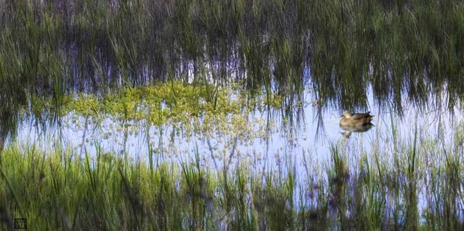 Marsh, Evening by Derek Rath, Image 1.