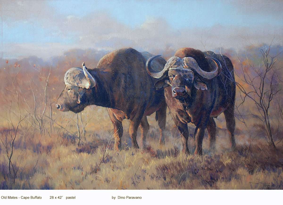 Cape Buffalo by Dino Paravano, Image 1.