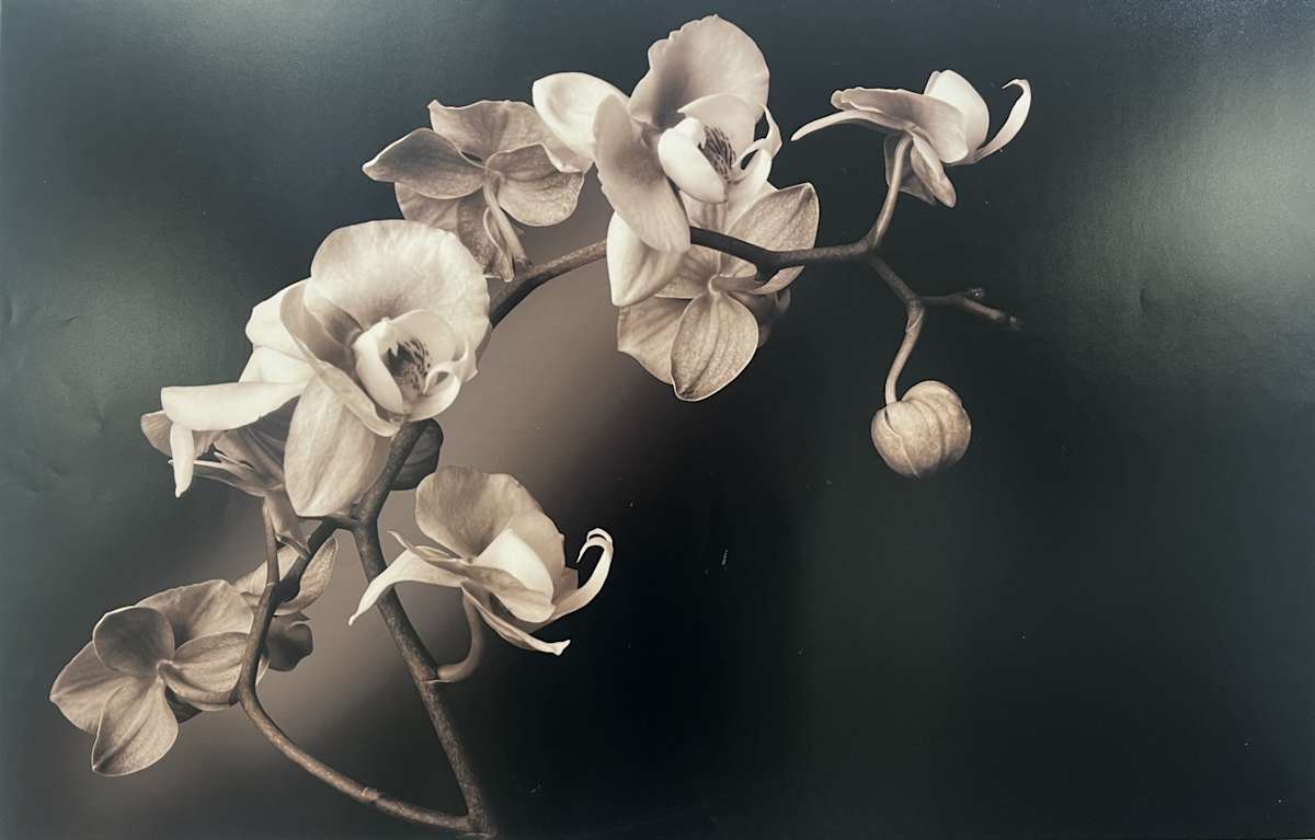 Orchids, Image 1.