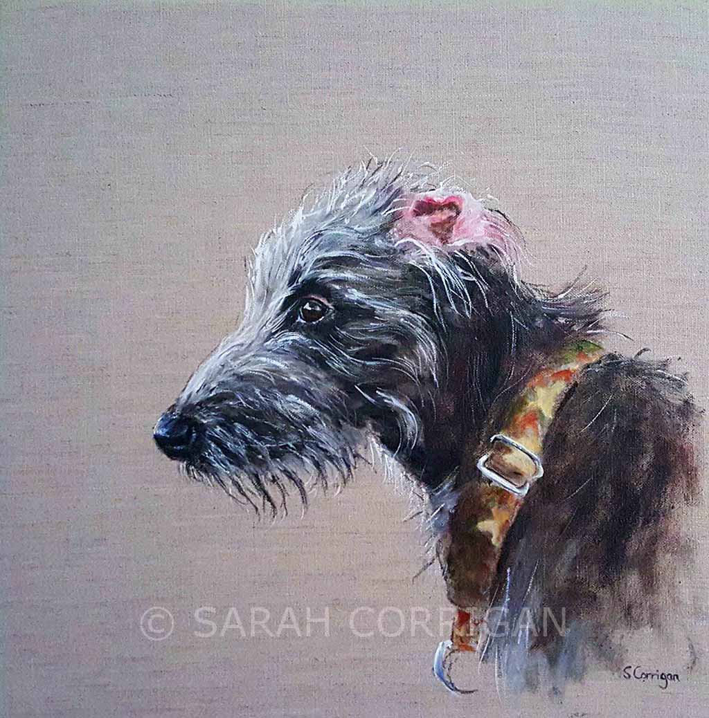 Fred looking by Sarah Corrigan 