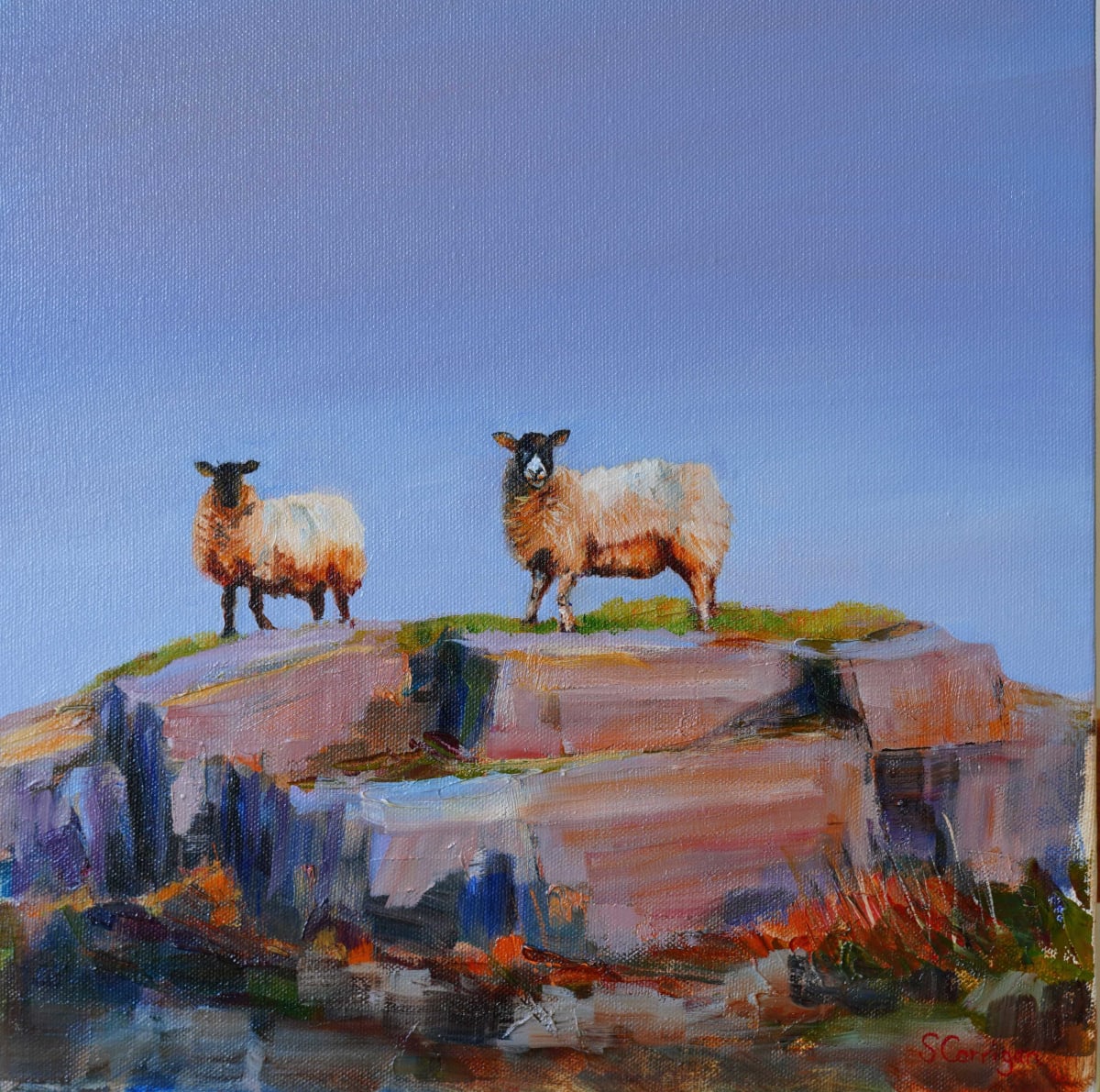 Evening sheep by Sarah Corrigan 