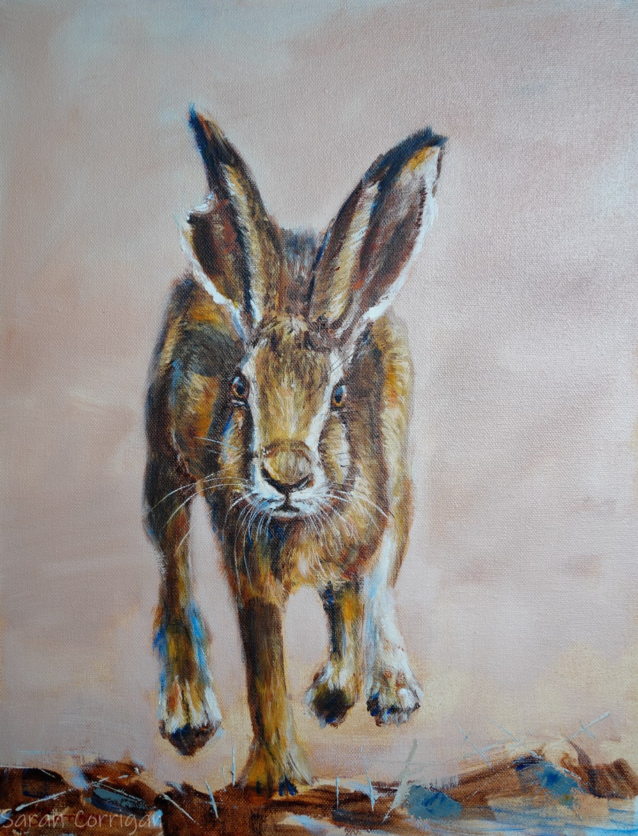 Hare 1 